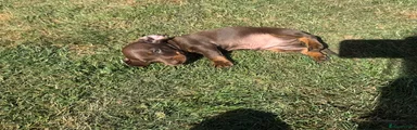 Tan boy Miniature dachshund 