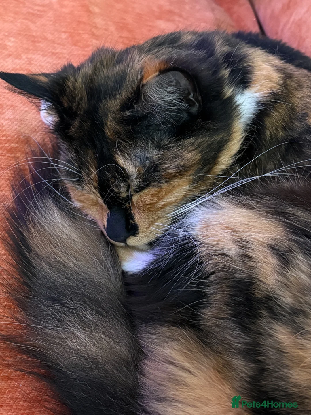 Mixed Breed cats for sale: Beautiful female cat - neutered in Loughton - Advert 2
