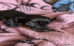 Dachshund dogs for sale: Daschund puppies. - Image 2