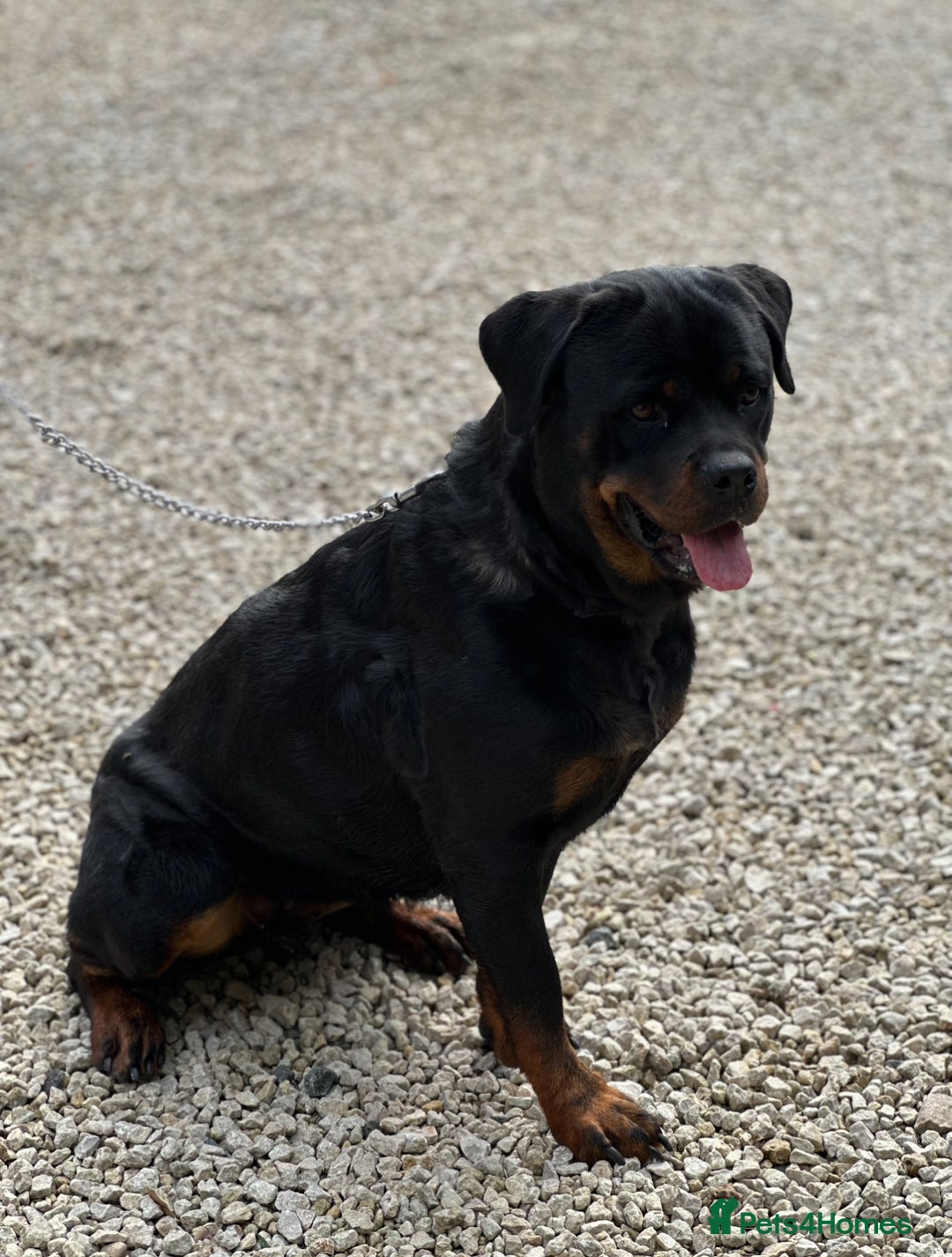 Rottweiler dogs for sale: 2 Stunning KC Pups Health Tested Parents  - Image 9