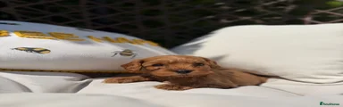 Cockapoo Puppy 2