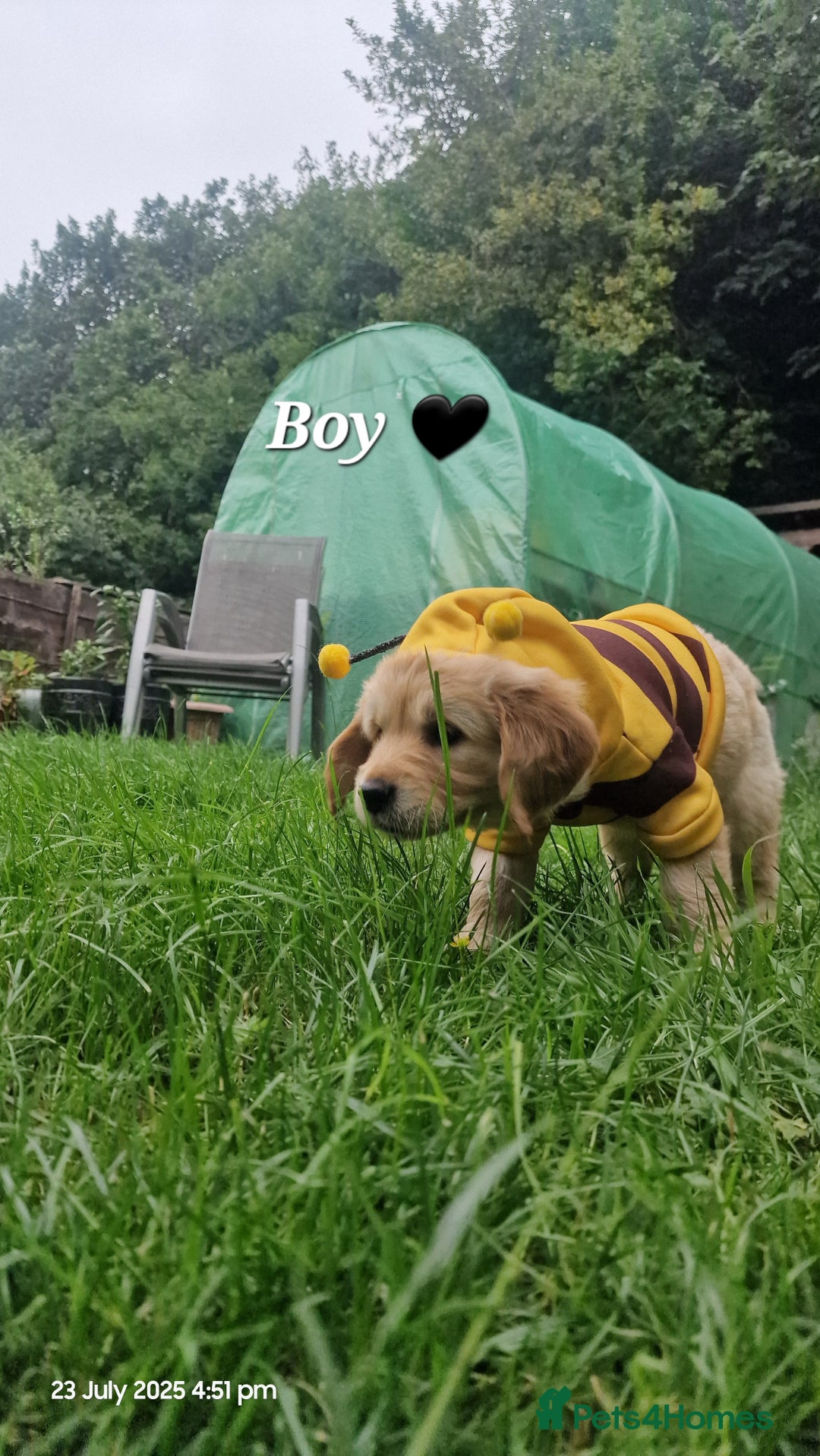 Golden Retriever dogs for sale: 💫💫💫 All puppies are reserved 💫💫💫 in Saint Helens - Image 9
