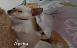 Siamese cats for sale: 8 super soft purebred GCCF reg Siamese - Image 15