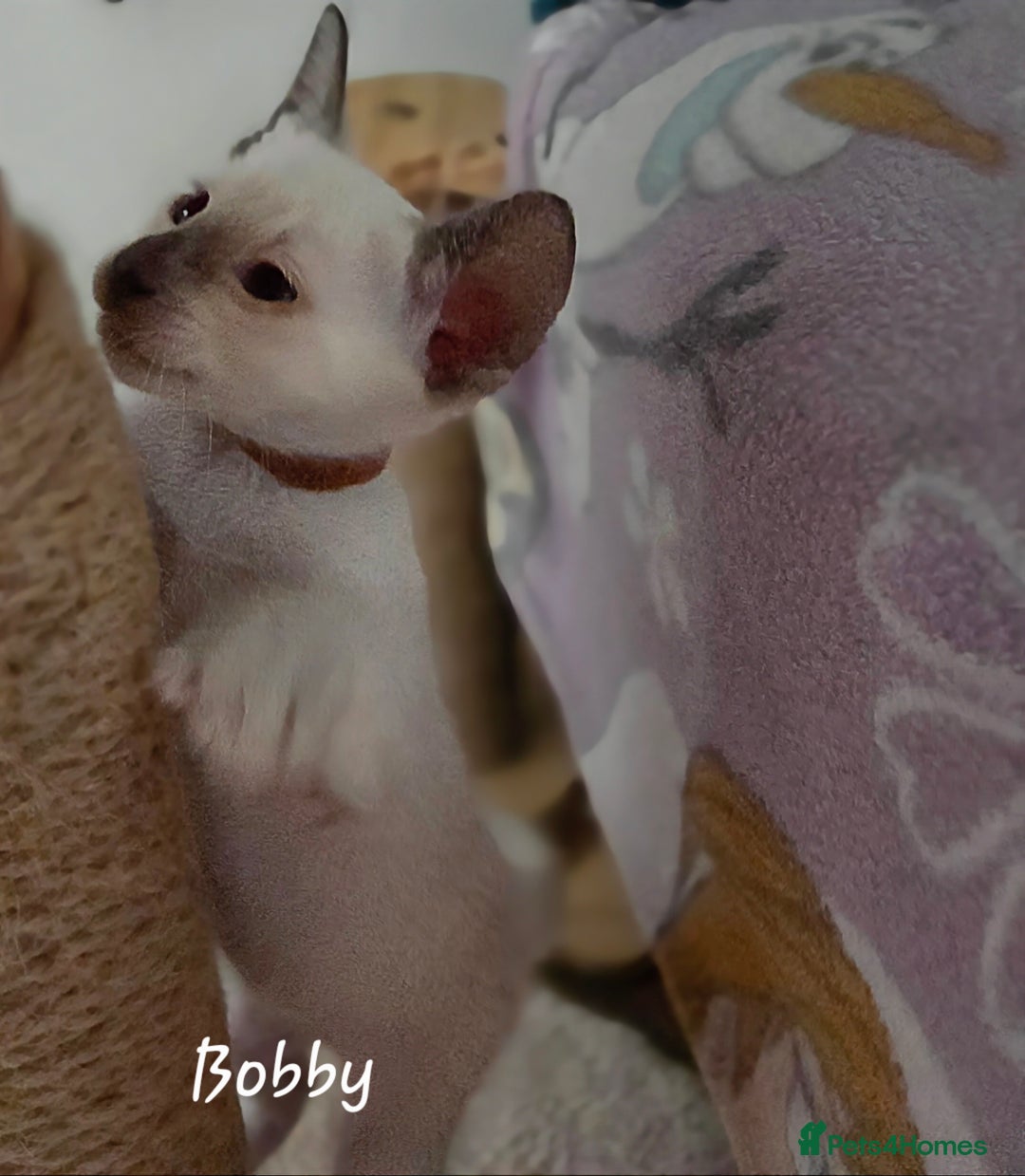 Siamese cats for sale: 8 super soft purebred GCCF reg Siamese - Image 15