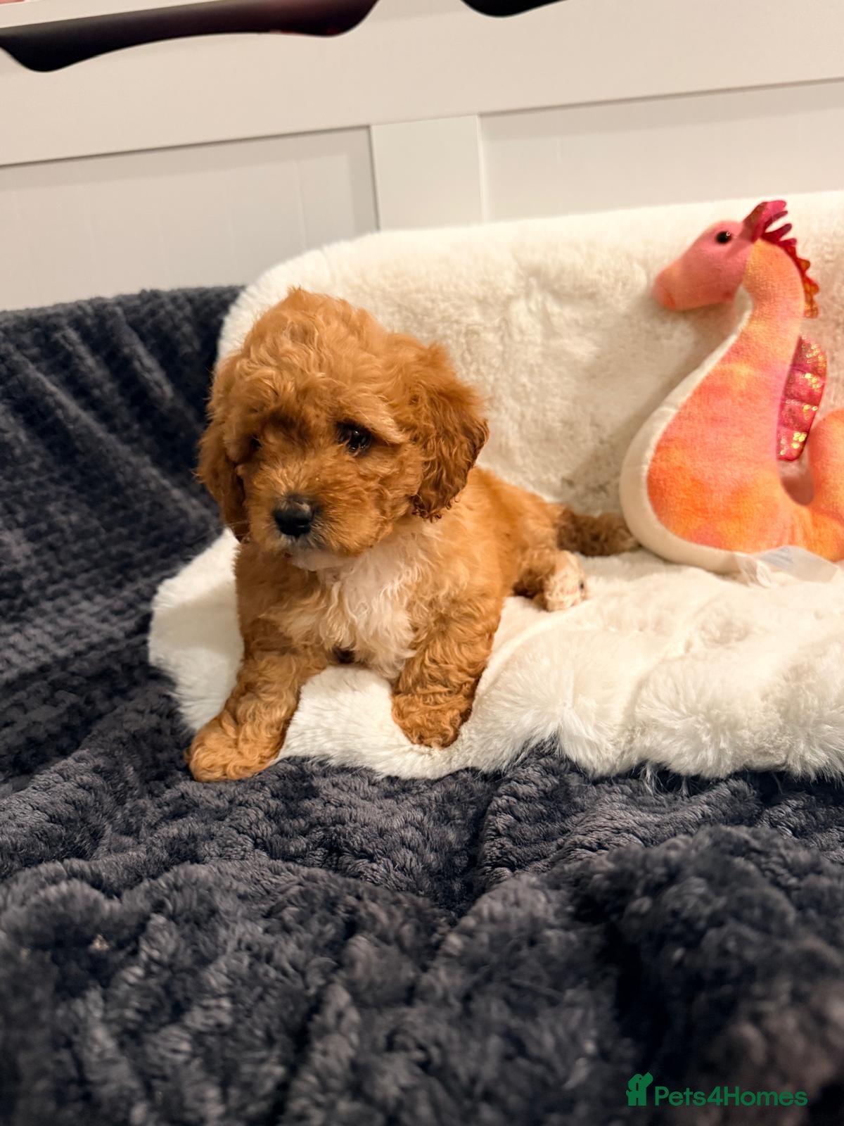 Cavapoochon dogs Beautiful Cavapoochon Puppies For Sale Kent  - Advert 2