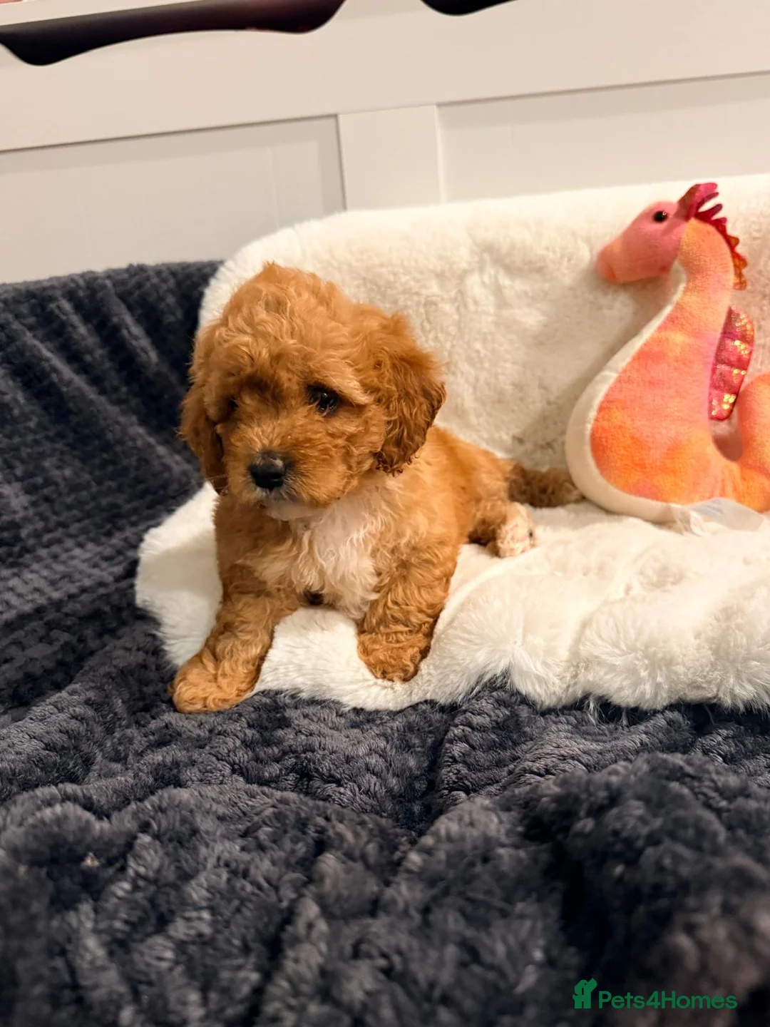 Cavapoochon dogs for sale: Beautiful Cavapoochon Puppies For Sale Kent  - Advert 2
