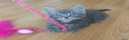 Mixed Breed cats for sale: Kitten for sale 🩷🩷 sweet girl  - Advert 3