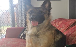 German Shepherd dogs for sale: Skye  - Image 2