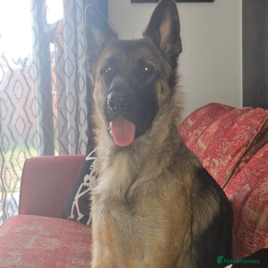 German Shepherd dogs for sale: Skye  - Image 2
