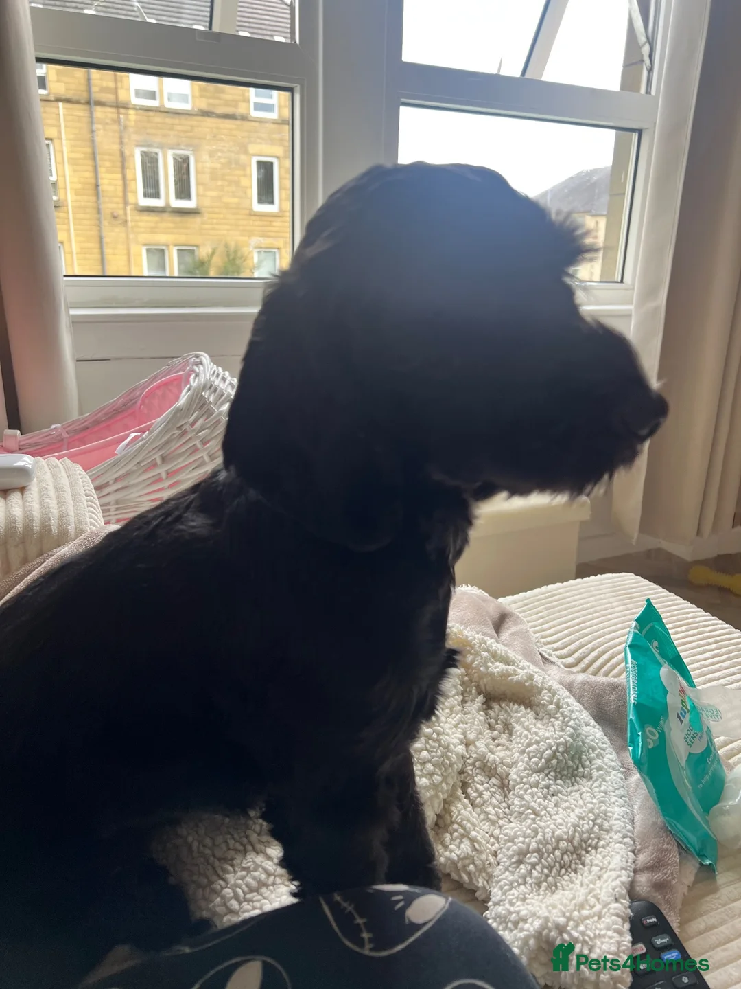 Cavapoo dogs for sale: 1year old Cavapoo  in Johnstone - Advert 6