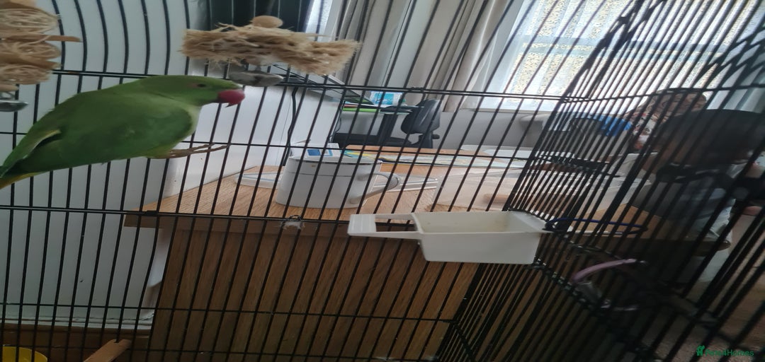 Gallery Image {{count}}