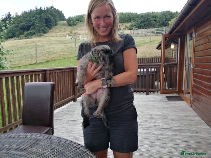 Gallery Image {{count}}