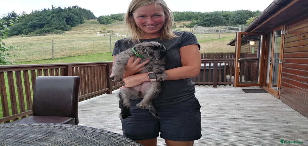 Gallery Image {{count}}