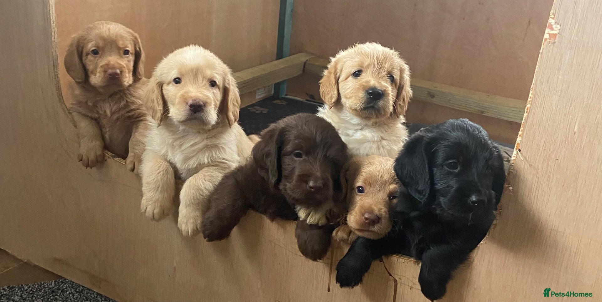 Labradoodle dogs Miniature labradoodle puppies  - Advert 1