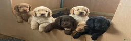 Labradoodle dogs for sale: Miniature labradoodle puppies  - Advert 1