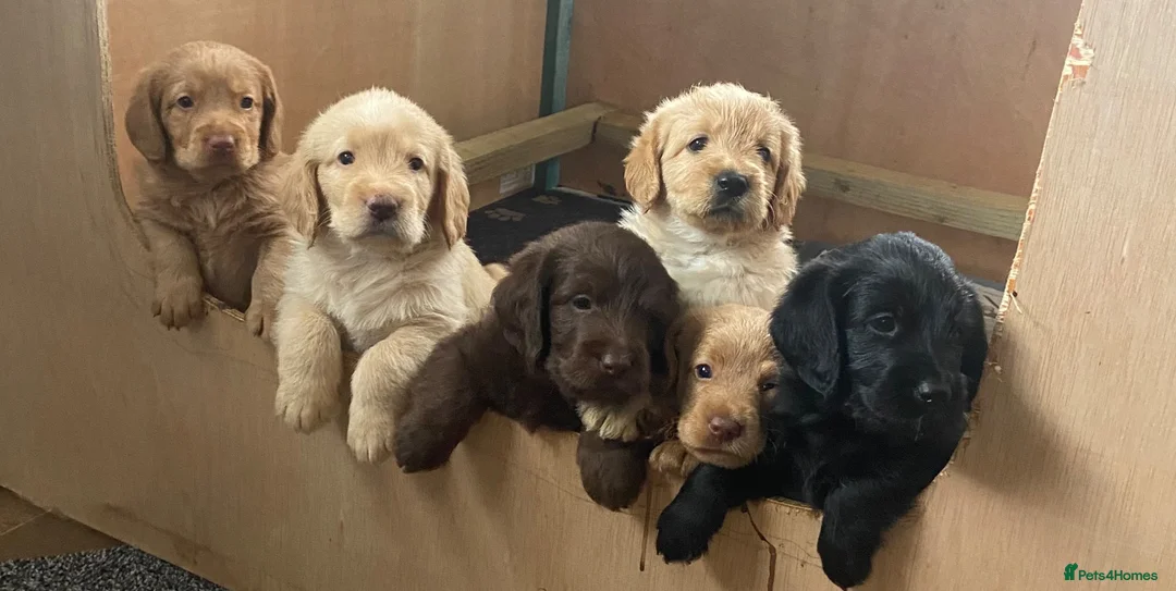 Labradoodle dogs for sale: Miniature labradoodle puppies  - Advert 1