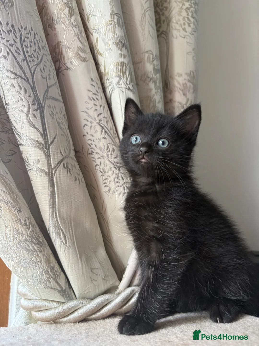 Mixed Breed cats for sale: Cross Lilic ragdoll, short hair European Tabby, b - Advert 2