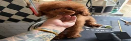Toy Poodle dogs for sale: True toy Asian Poodle Puppies - Advert 12