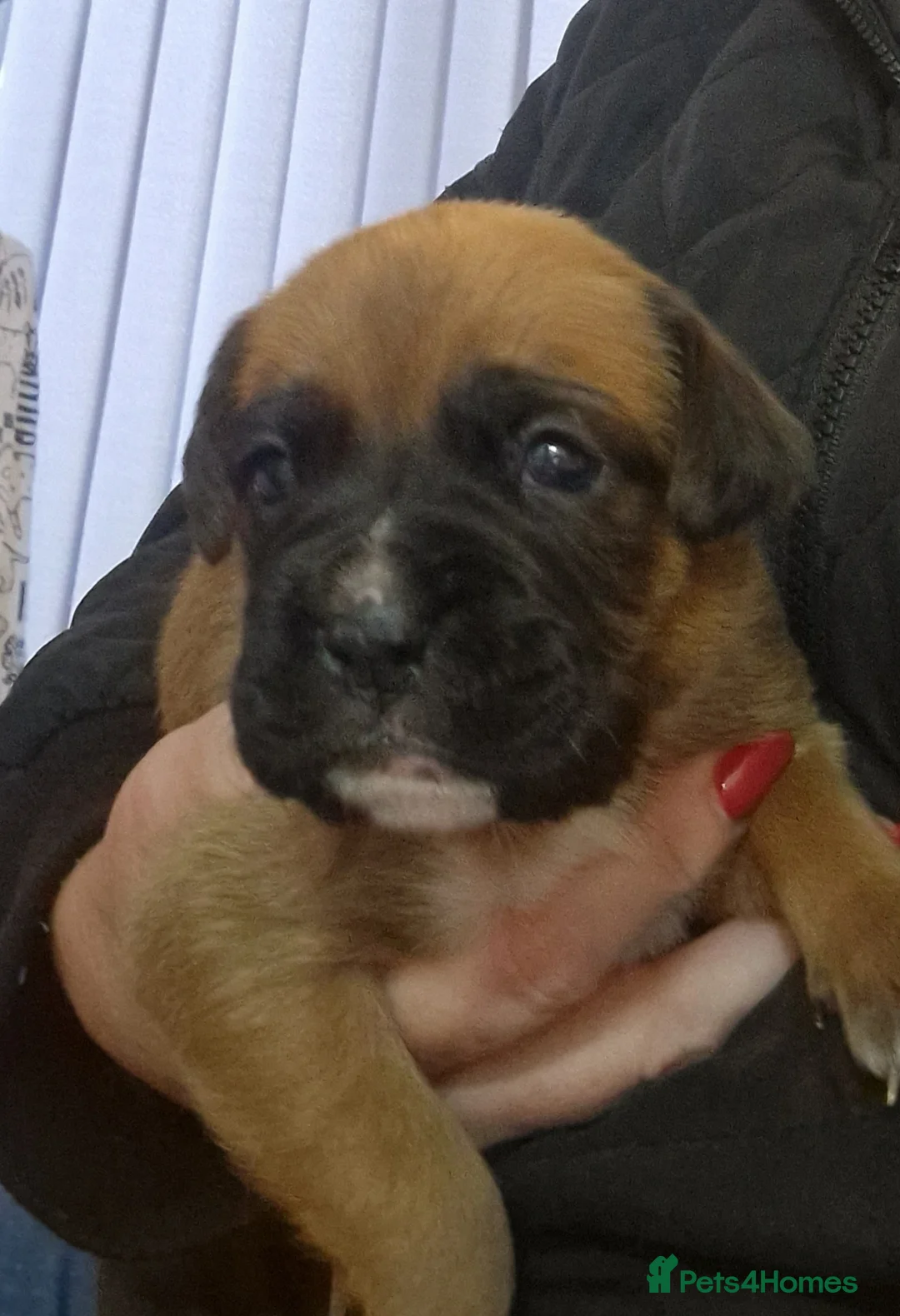 Boxer dogs for sale: KC reg Boxer Puppies - Advert 1