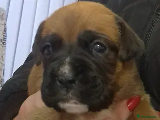 Boxer dogs KC reg Boxer Puppies - Advert 7