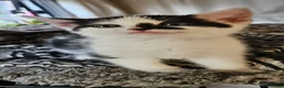 Mixed Breed cats for sale: Kittens - Advert 2