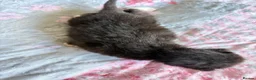 Mixed Breed cats for sale: 5 beautiful kittens  - Advert 9