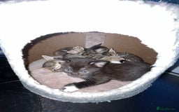 Mixed Breed cats for sale: Adorable kittens ready for loving homes! - Image 14