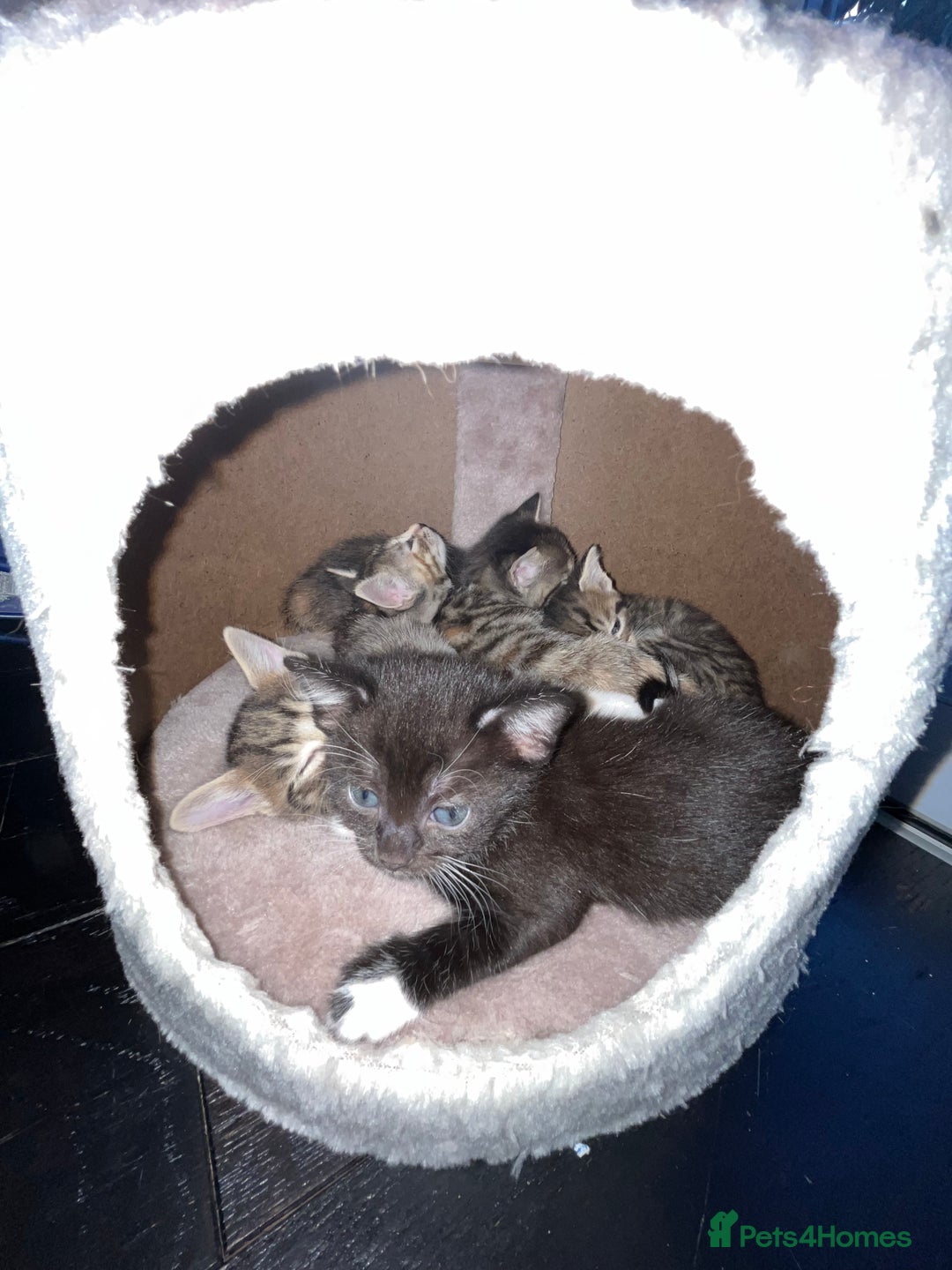 Mixed Breed cats for sale: Adorable kittens ready for loving homes! - Image 14
