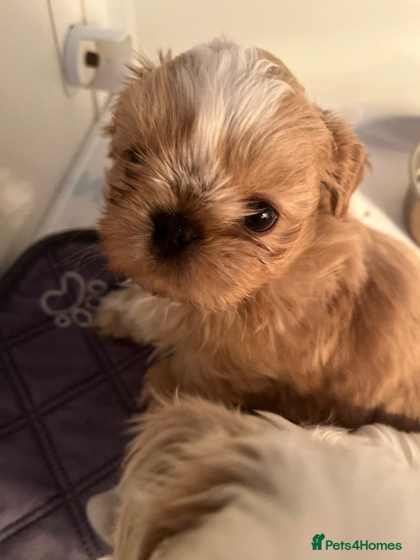 Shih Tzu dogs Imperial Shih-Tzu Puppies - Advert 9