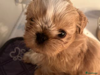 Shih Tzu dogs Imperial Shih-Tzu Puppies - Advert 9
