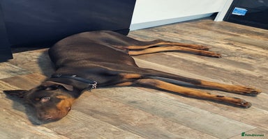 Dobermann dogs - Advert 9