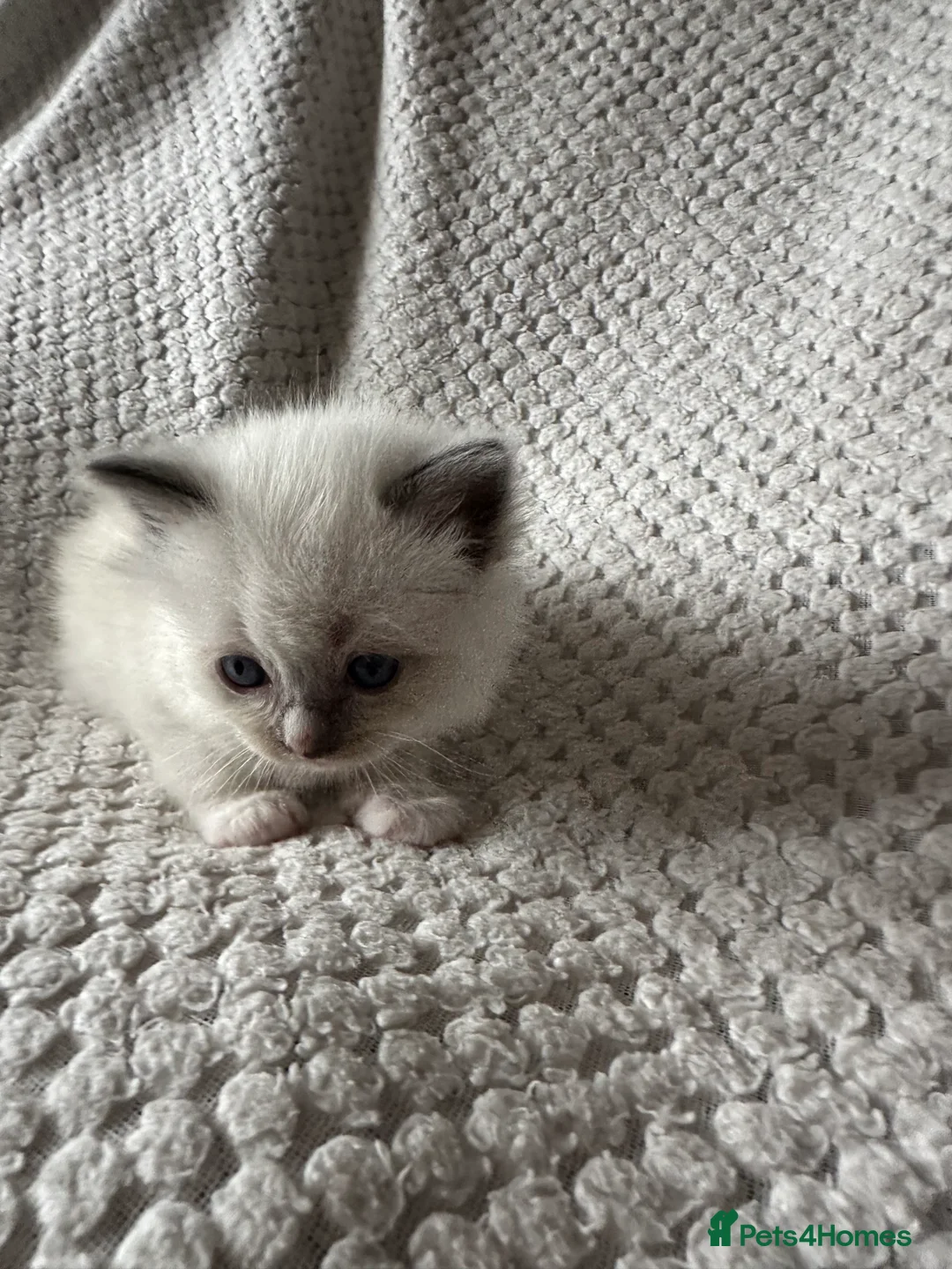 Ragdoll cats for sale: Purebred ragdoll kittens  - Advert 5