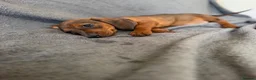 Miniature Dachshund dogs for sale: Beautiful wire miniature dachshund puppies 4 sale - Advert 11