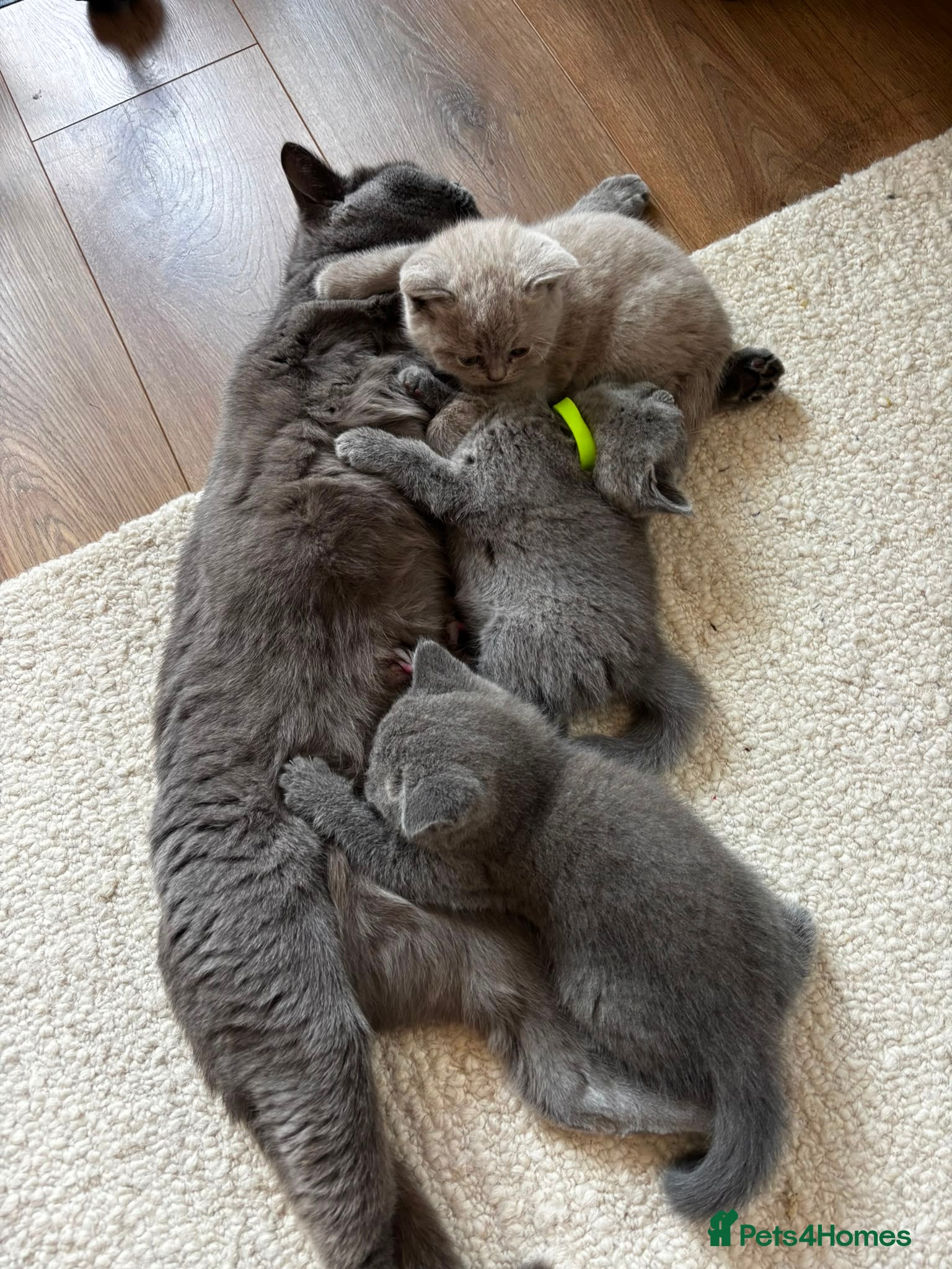 British Shorthair cats for sale: Gorgeous BSH female kittens for sale - Advert 4