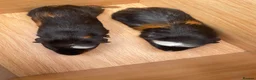 Guinea Pig rodents for sale: Beautiful Baby Guinea Pig Boy Pairs  - Advert 9
