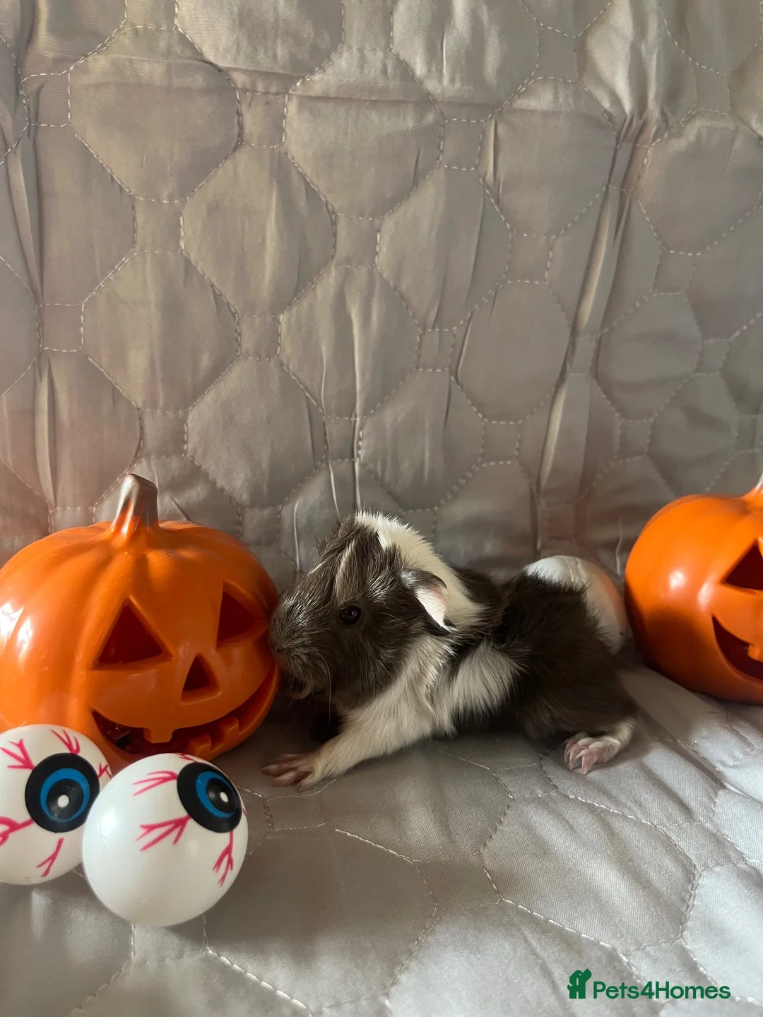 Guinea Pig rodents for sale: Skinny pigs sows & funky boys  - Advert 28