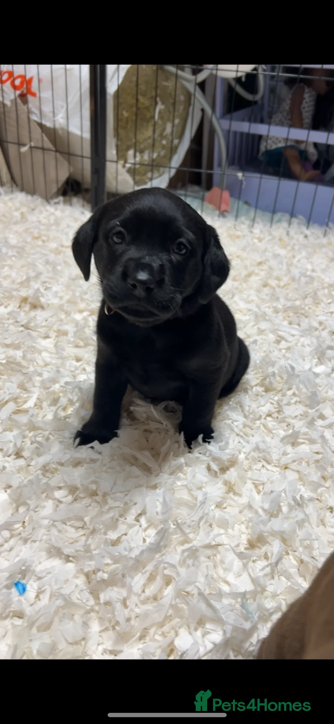 Labrador Retriever dogs for sale: Lovely KC registered Black and Chocolate pups - Advert 11