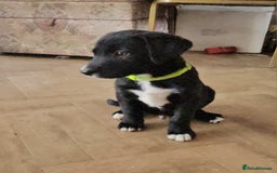 Borador dogs for sale: Black Collie X Labrador Ready to leave 26th Oct - Image 11