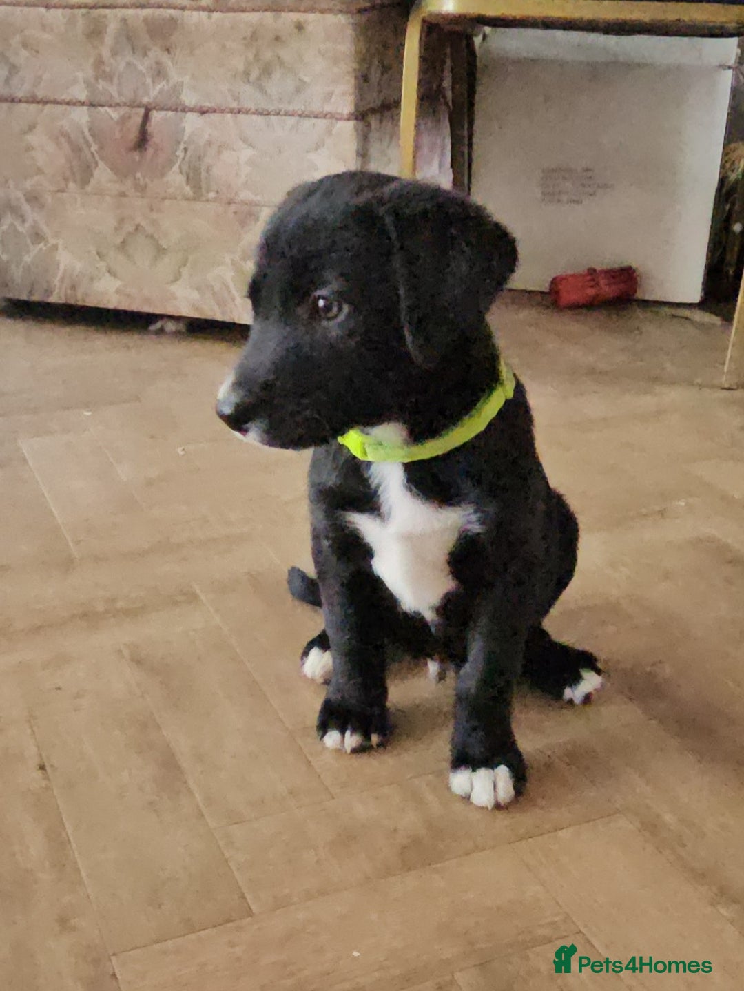 Borador dogs for sale: Black Collie X Labrador Ready to leave 26th Oct - Image 11