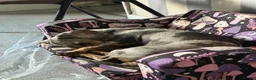 Dachshund dogs for sale: Darcy in Luton - Advert 3