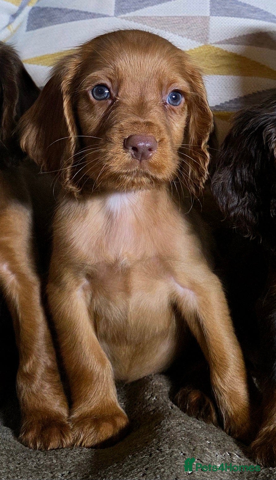Cocker Spaniel dogs 🐶Working Cocker spaniels🐶 DNA clear  - Advert 16