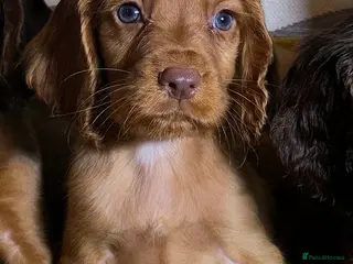Cocker Spaniel dogs 🐶Working Cocker spaniels🐶 DNA clear - Advert 16