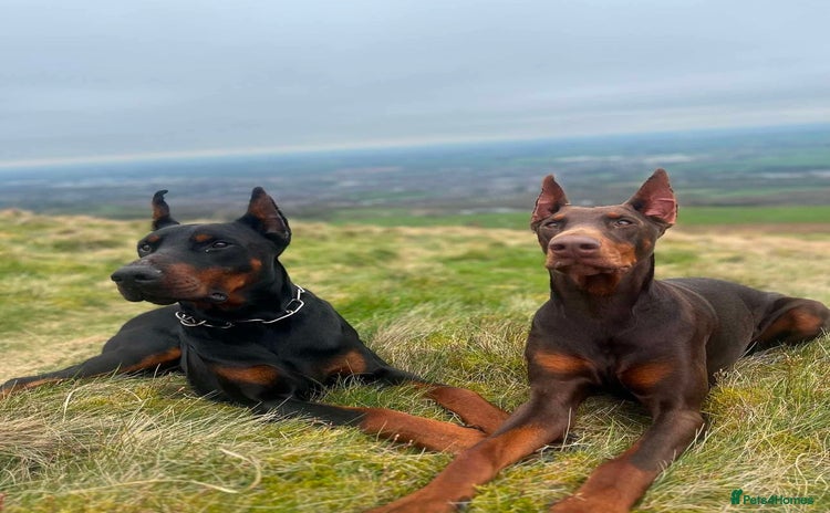 Dobermann dogs - Advert 1