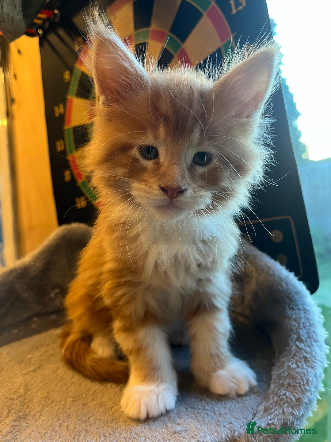 Maine Coon cats for sale: Beautiful Maine Coon Kittens - Advert 6