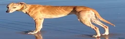 Lurcher dogs for sale: Lurcher pups - Advert 7