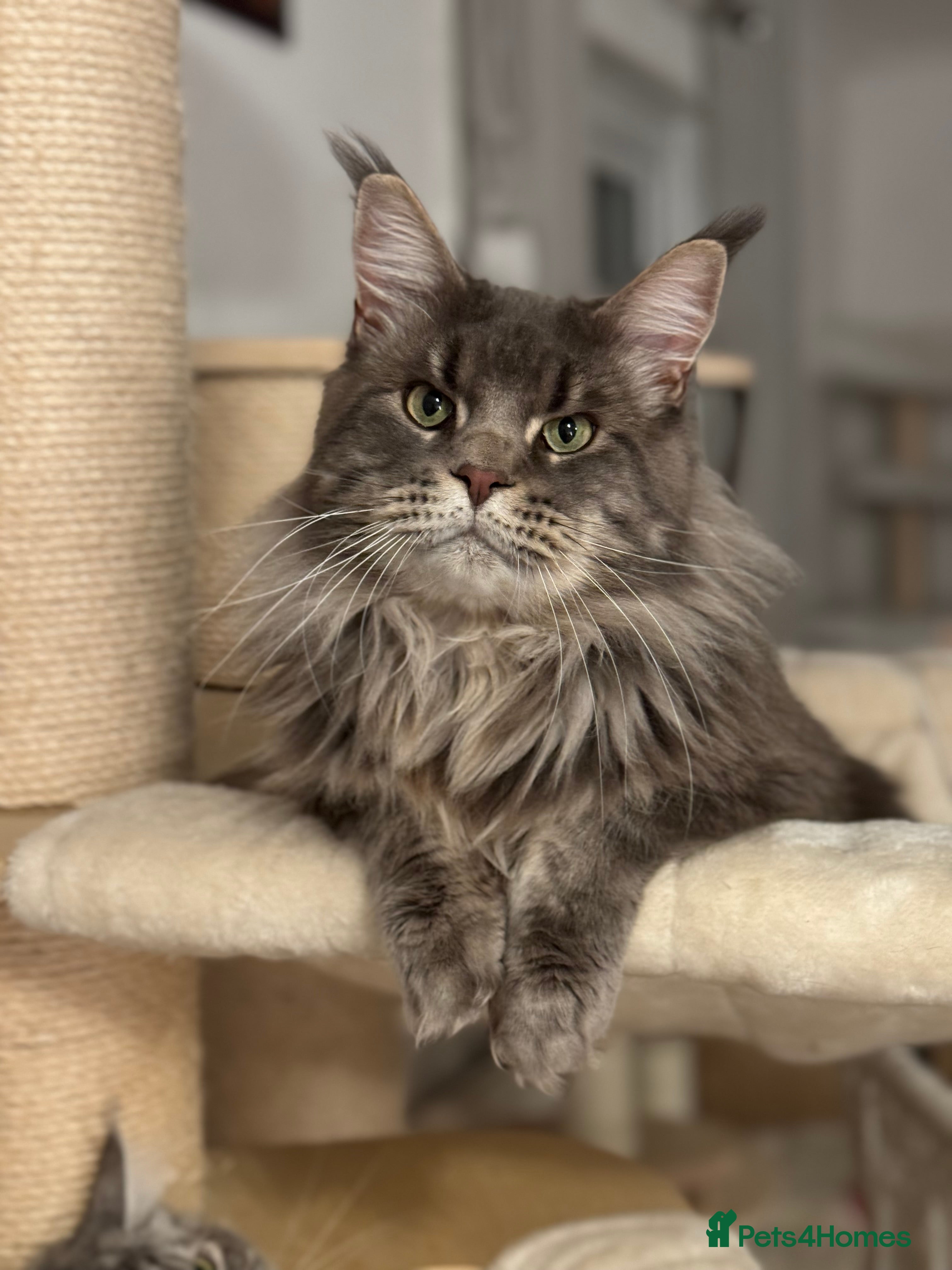 Maine Coon cats 🔥Beautiful stud Maine Coon ❤️ - Advert 12