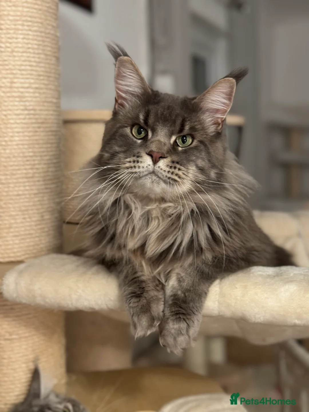 Maine Coon cats for stud: 🔥Beautiful stud Maine Coon ❤️ in Northampton - Advert 4