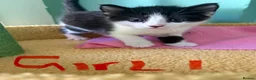 Mixed Breed cats for sale: Beautiful Fluffy Kittens  - Advert 3