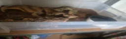 Rat Snake reptiles for sale: False water cobra - Advert 5