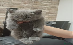 British Shorthair cats for sale: British Shorthair  - Image 37